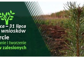 Wsparcie na zalesianie i tworzenie terenów zalesionych – nabór wniosków