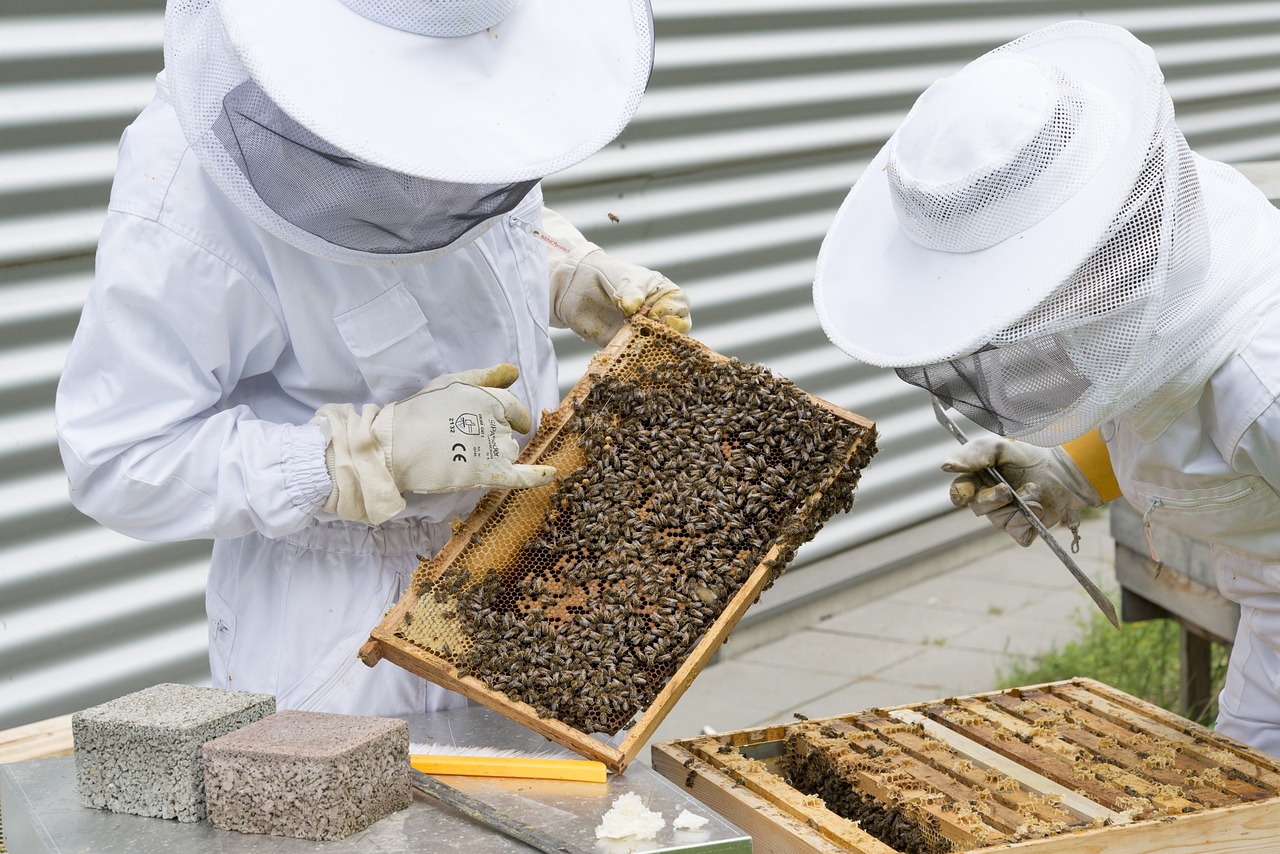 Oferta pracy w domu pszczelarza w Kamiannej